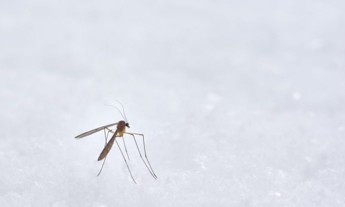 Gejala Malaria