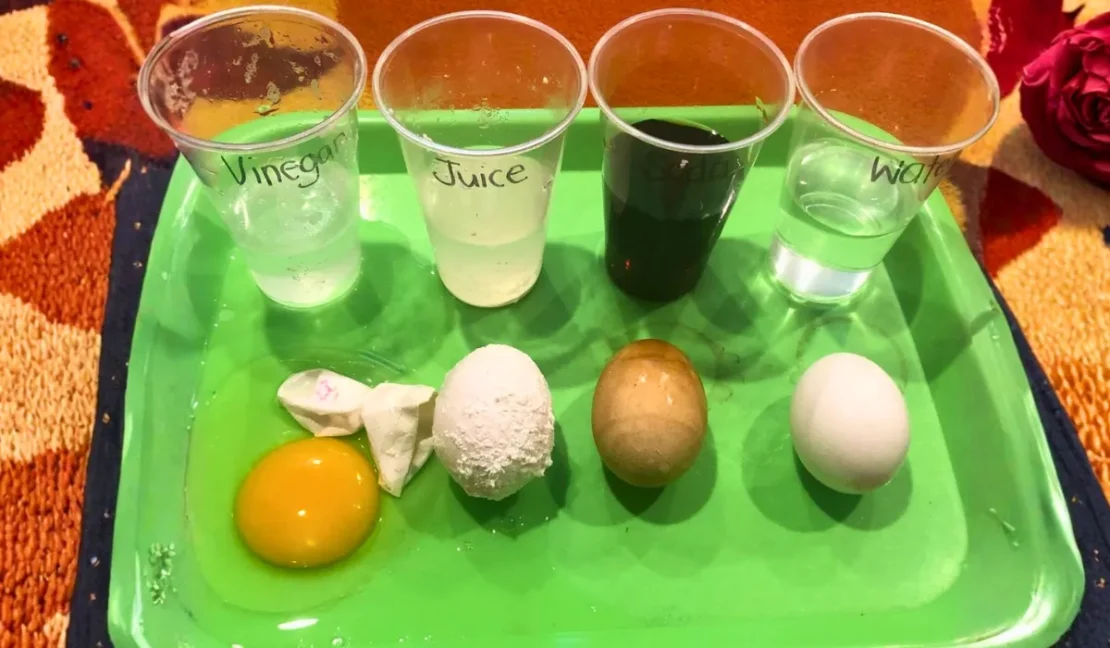 DIY Science Tooth Care Science Lab Using Real Eggshells_www.appletreebsd.com