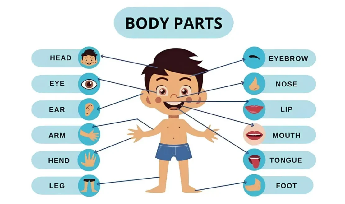 Mengajarkan Nama Anggota Tubuh