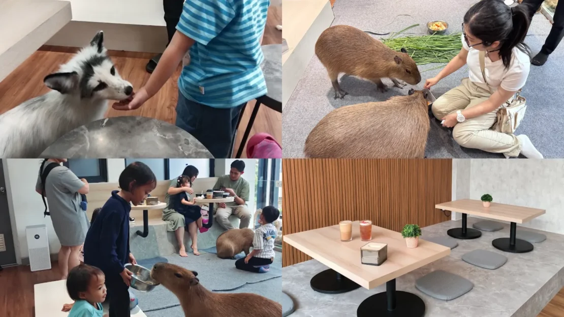 1. Fox Café BSD_www.appletreebsd.com